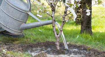 Arroser les arbres fruitiers