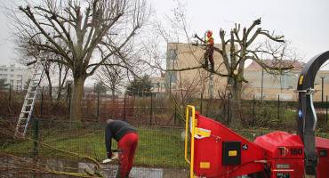 Des travaux d’élagage