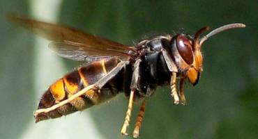 Frelon asiatique