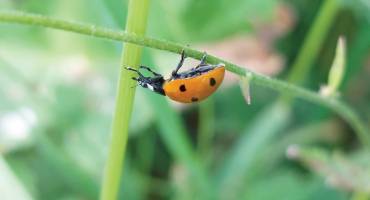 Concours photos faune et flore locales