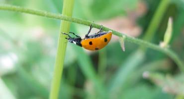 Concours photos faune et flore locales 2022