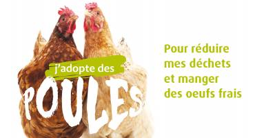 Poules pour réduire les déchets