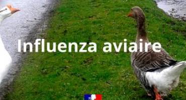 Influenza aviaire