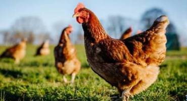 poule