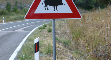 panneau sanglier