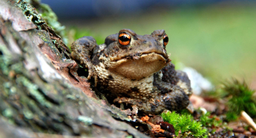 crapaud