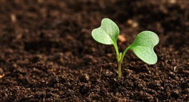 germination