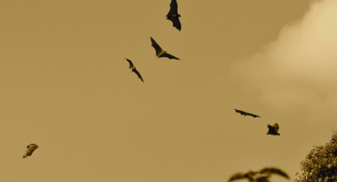 chauves souris