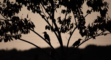 foret nuit