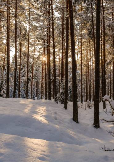 Foret en hiver