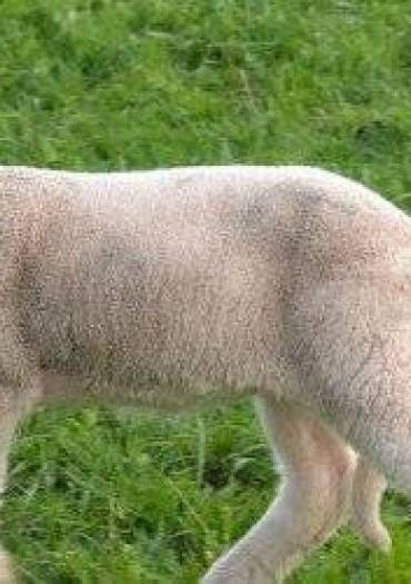 mouton