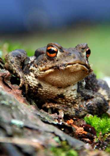 crapaud