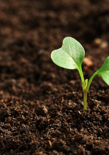 germination
