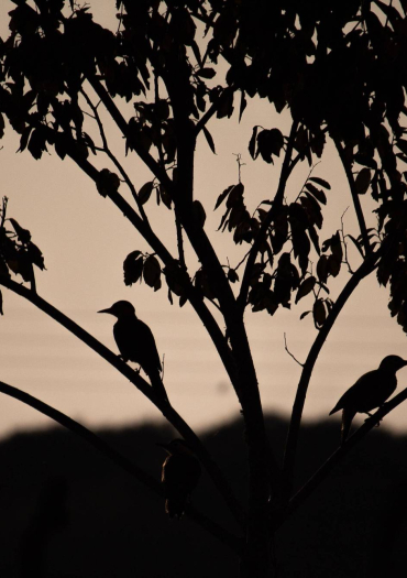 foret nuit