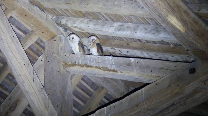Chouettes effraies