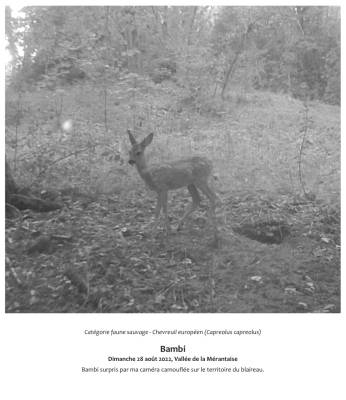 Bambi  