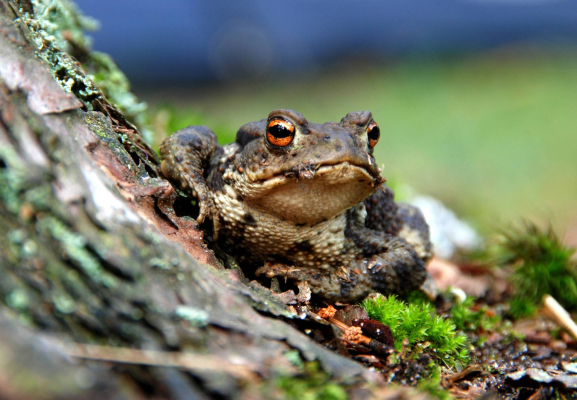 crapaud