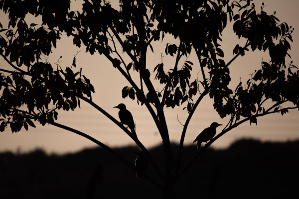 foret nuit