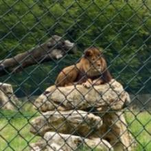 Zoo Attily