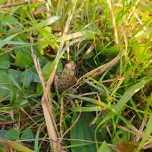 Grenouille verte