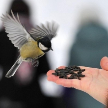 Nourrir les oiseaux