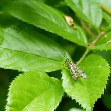 Mouche scorpion