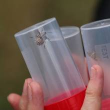 Formation sur les insectes pollinisateurs, amis de la biodiversité
