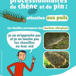 Chenilles urticantes en Île-de-France / Conseils sanitaires