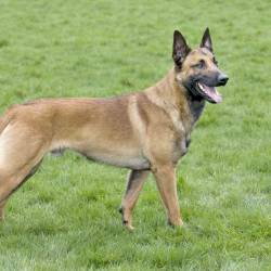 Chiens malinois