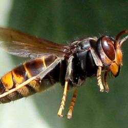 Frelon asiatique