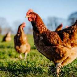 poule