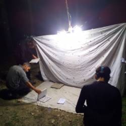 Observation insectes