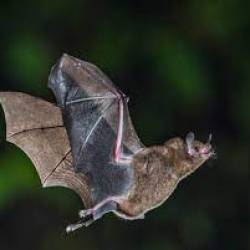 chauve-souris