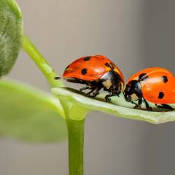 Coccinelles