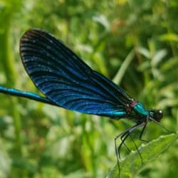 Demoiselle à l'honneur