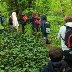 balade en forêt