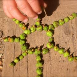 Ville Verte - Land art