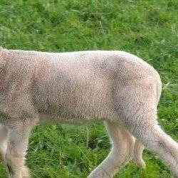 mouton