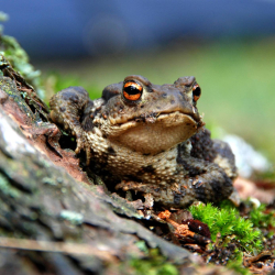 crapaud