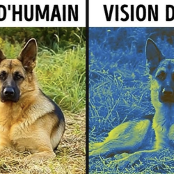Comment les animaux voient le monde par leurs propres yeux ?