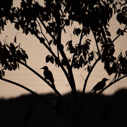 foret nuit