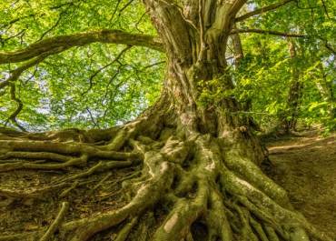 Elisez votre Arbre