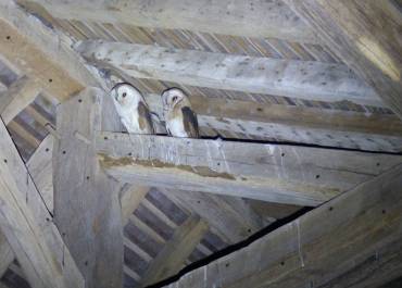 Chouettes effraies