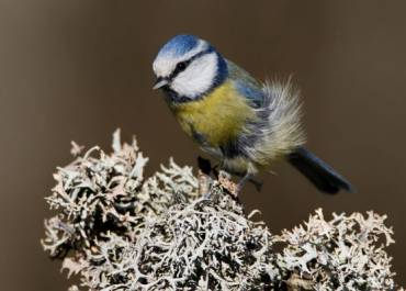 les oiseaux