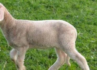 mouton