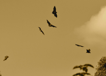 chauves souris