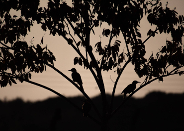 foret nuit