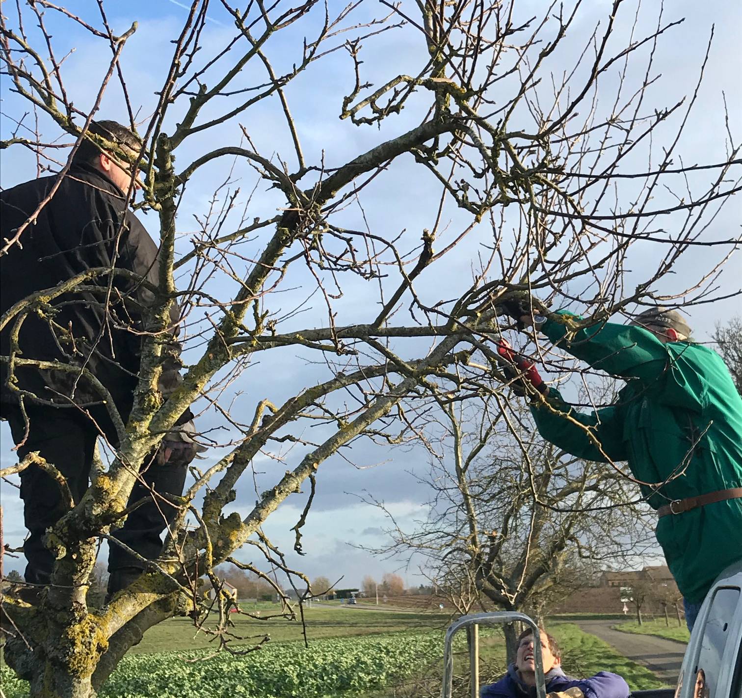 Allée Des Pommiers Magny Les Hameaux Atelier taille des arbres fruitiers | Magny-les-Hameaux
