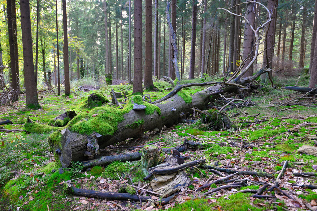 L'importance des vieux arbres et du bois mort 2 : fonctions et