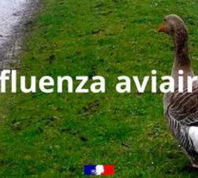 Influenza aviaire